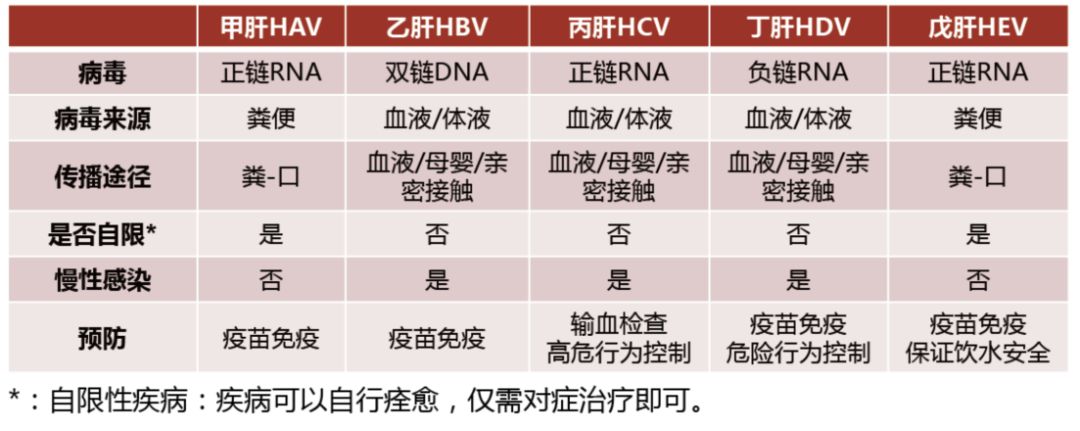 肝炎知識科普